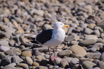 Western Gull in the rocks at San Buenaventura State Beach in Ventura, California, USA