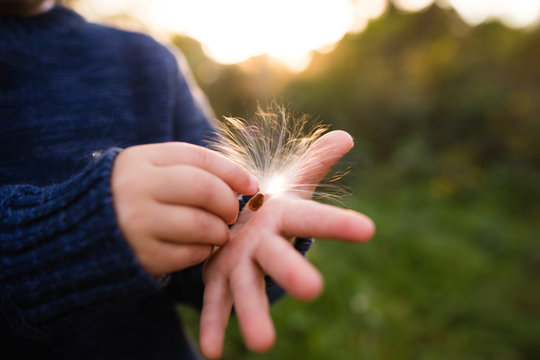 Child holds milkweed seed