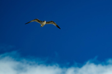 Western Gull in flight in California, USA