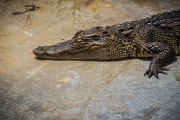 Obraz premium Crocodile is crawling to basking in the pond at the farm. Crocodile farming for breeding and raising of crocodilians in order to produce crocodile and alligator meat, leather, and other goods.
