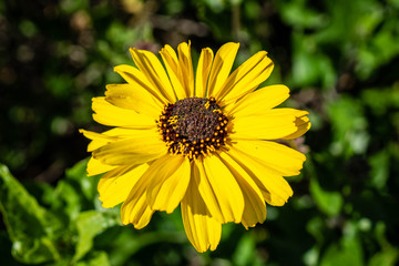 Yellow Daisy blooming in Ventura, California, USA