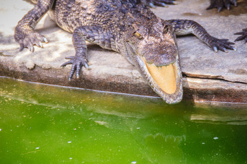 An angry crocodile is open jaws and ready to strike. A young crocodile is open mouth while resting at the farm. Commercial crocodile farming business is very profitable, but requires for 3 to 4 years.