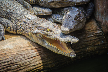 Fototapeta premium Group of many crocodiles are basking in the concrete pond. Crocodile farming for breeding and raising of crocodilians in order to produce crocodile and alligator meat, leather, and other goods.