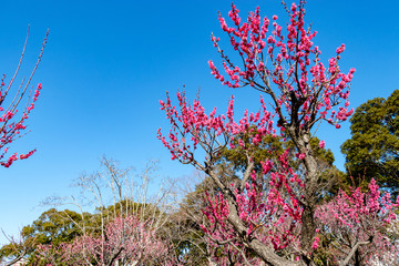 Plum garden at AobanoMori Park, Chiba prefecture, Chiba city, Japan