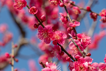 Plum garden at AobanoMori Park, Chiba prefecture, Chiba city, Japan