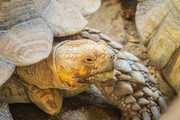 Obraz premium Giant African spurred tortoise (Centrochelys sulcata), also called the sulcata tortoise, is a species of tortoise, which inhabits the southern edge of the Sahara desert, in Africa.