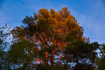 Large forest tree with sunset light reflecting tree canopy