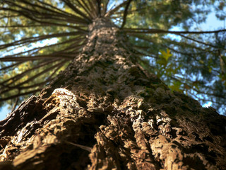 a shallow depth of field view looking up a coastal redwood trees at muir woods