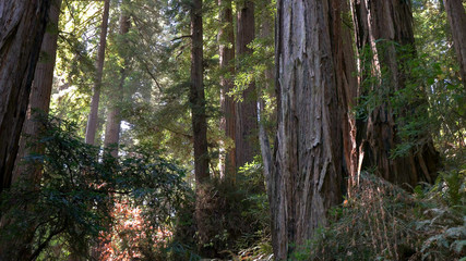 shot of coastal redwood trees at muir woods