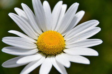 Obraz premium Close up of Chamomile flower