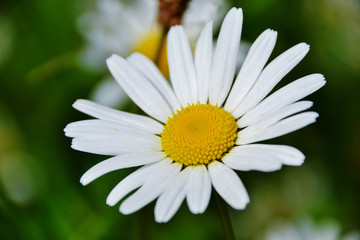 Fototapeta premium Close up of Chamomile flower
