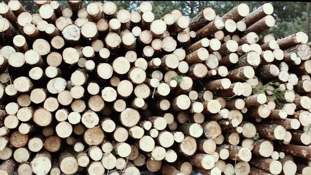 piled logs of felled pine trees, spruce.