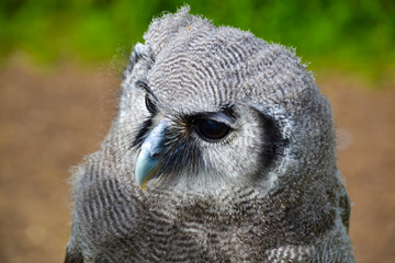 Close up of baby owl owlet at wildlife sanctuary