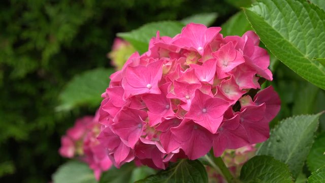Penny mac, Hydrangea macrophylla