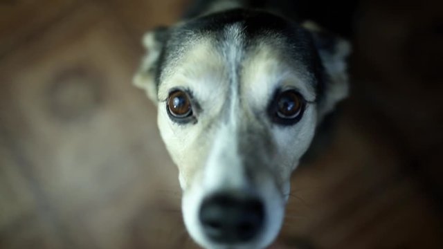 sad dog looks into the camera at home and asks, sincere pet