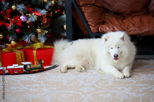 Samoyed Near The Sofa In Apartment Stock Photo And Royalty Free Samoyed Near The Sofa In Apartment