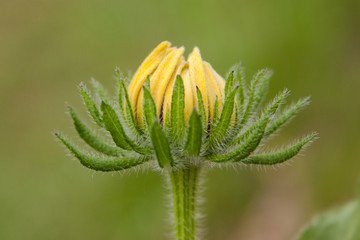 blooming rudbeckia