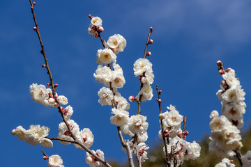 White Plum of plum garden at AobanoMori Park, Chiba prefecture, Chiba city, Japan