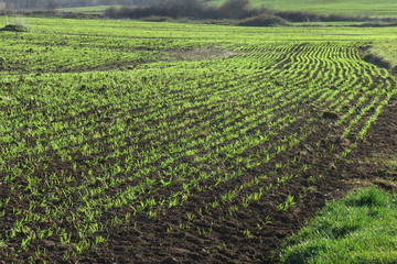 campagna