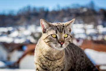 Portrait of a domestic cat in winter outdoors