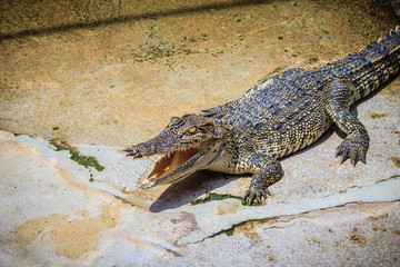 An angry crocodile is open jaws and ready to strike. A young crocodile is open mouth while resting at the farm. Commercial crocodile farming business is very profitable, but requires for 3 to 4 years.