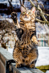 Portrait of a domestic cat in winter outdoors