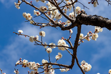 White Plum of plum garden at AobanoMori Park, Chiba prefecture, Chiba city, Japan
