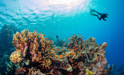 Naklejka na ściany i meble Young man scuba diver exploring coral reef.