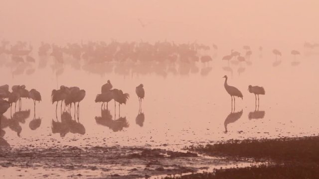 Common Crane flock in the lake of hula valey