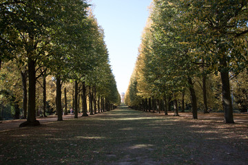 pathway between the trees 