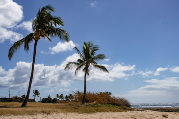 Hawaii Oahu Kalanianaʻole Beach palms