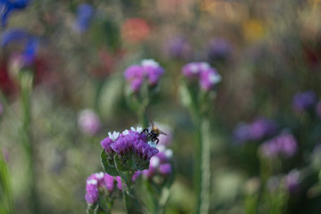 Obraz premium bee in the flower