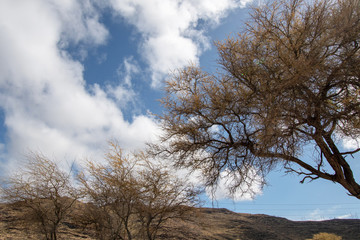 Hawaii Oahu Kalanianaʻole Beach trees