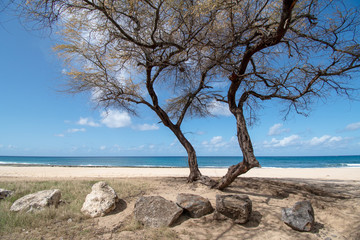 Fototapeta na wymiar Hawaii Oahu Kalanianaʻole Beach trees