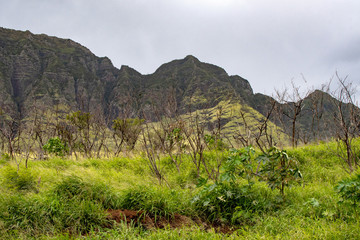 Hawaii Oahu Waianae Kai Forest Reserve