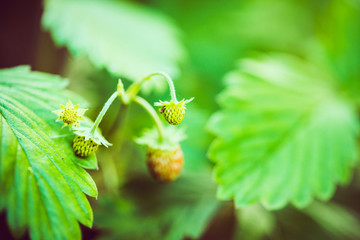 unreife Walderdbeere