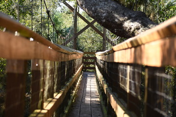 Jungle Bridge