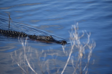 Swimming Aligator