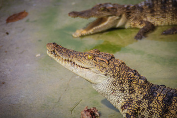 Scary crocodile is eating fresh meat in the farm. Crocodile farming for breeding and raising of crocodilians in order to produce crocodile and alligator meat, leather, and other goods.
