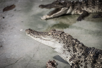 Scary crocodile is eating fresh meat in the farm. Crocodile farming for breeding and raising of crocodilians in order to produce crocodile and alligator meat, leather, and other goods.