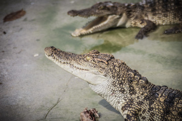 Scary crocodile is eating fresh meat in the farm. Crocodile farming for breeding and raising of crocodilians in order to produce crocodile and alligator meat, leather, and other goods.