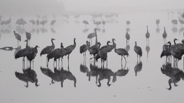 Common Crane flock in the lake of hula valey