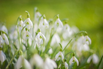 Schneeglöckchen in der Frühlingssonne