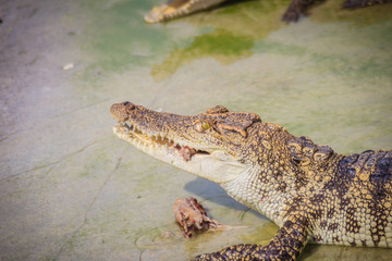 Scary crocodile is eating fresh meat in the farm. Crocodile farming for breeding and raising of crocodilians in order to produce crocodile and alligator meat, leather, and other goods.