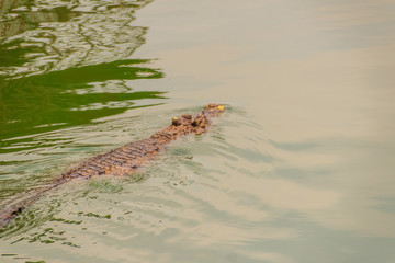 Crocodiles have acute senses that them eyes, ears and nostrils are located on top of the head, allowing the crocodile to lie low in the water, almost totally submerged and hidden from prey.