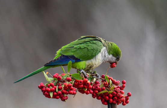 Parakeet,feeding on wild fruits, La Pampa, Patagonia, Argentina