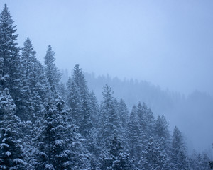 Pine trees covered in white snow