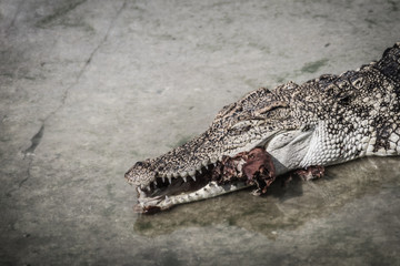 Scary crocodile is eating fresh meat in the farm. Crocodile farming for breeding and raising of crocodilians in order to produce crocodile and alligator meat, leather, and other goods.