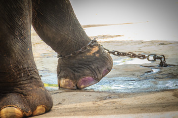 Leg chained elephant and look very pitiful.