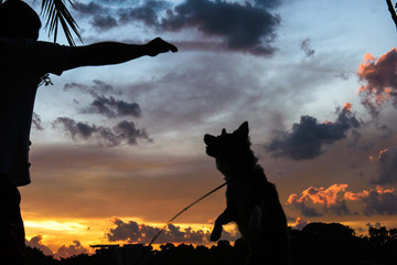 Plakat dog training silhoutte with a beautiful sky